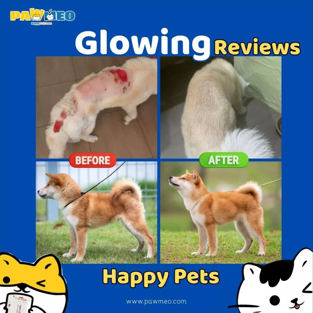 PAWMEO 2 IN 1 PAWBIOTIC + FUR BOOSTER 30'S