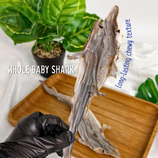 XYG Air-Dried Baby Shark 1PCS