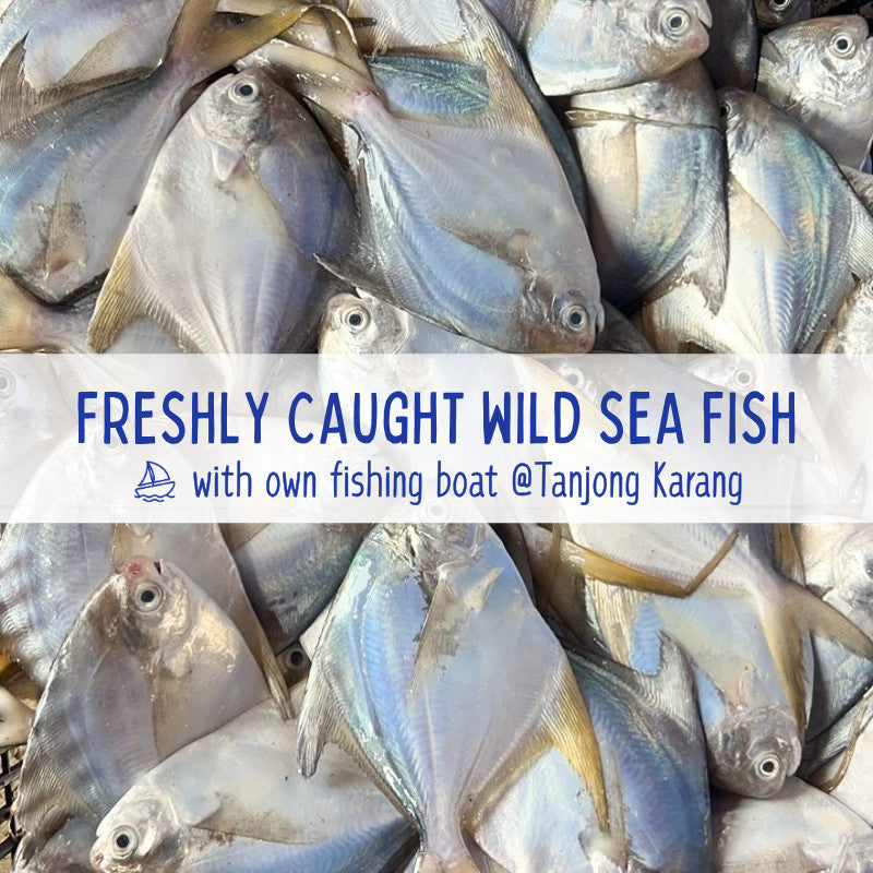 XYG Air-Dried Mini Pomfret 40g/90g
