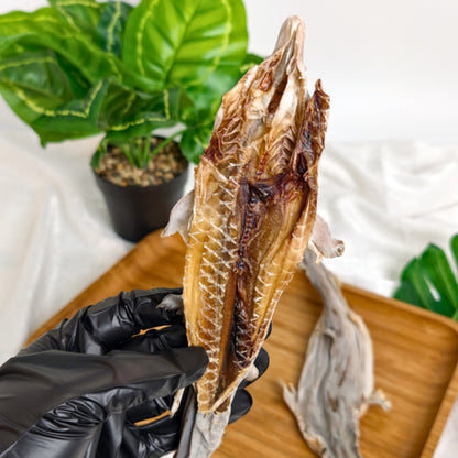 XYG Air-Dried Baby Shark 1PCS